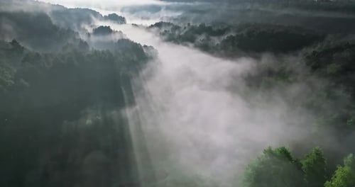 Misty forest in valley in autumn at sunrise.