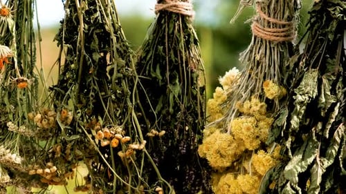 Dried Herbs and Flowers Alternative Medicine and Medicinal Tea Selective Focus