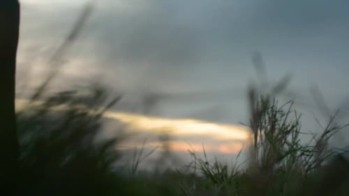 Horses Ride Across a Field at Sunrise