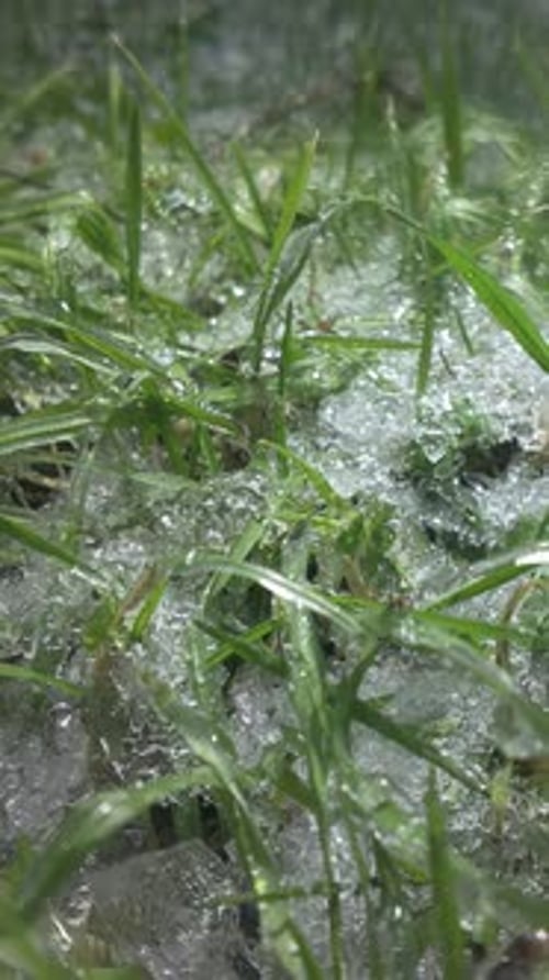 Spring freezes covered young green grass with layer of ice glittering in sunlight, close-up