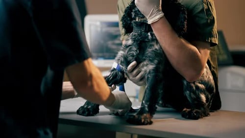 in a Veterinary Clinic a Doctor Holds a Black Spaniel By the Muzzle Another Tightens a Tourniquet