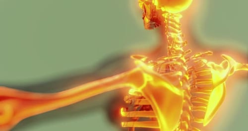 Animated Glowing Human Skeleton Shoulder and Arm Joint