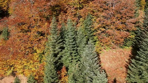Aerial View of Colorful Autumn Forest Landscape
