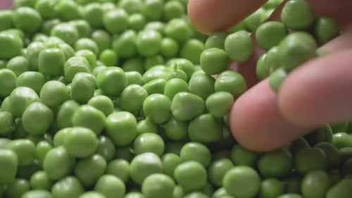 Small Green Peas with Fingers Running Through Them