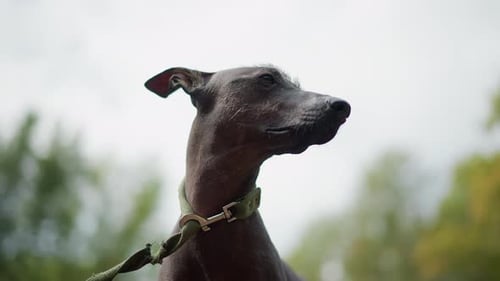Portrait de chien en gros plan, profil rapproché d'un chien alerte avec collier et éclairage doux, portrait détaillé de