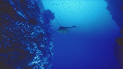 Manta Ray Gliding Gracefully Through Vibrant Underwater Ocean Landscape