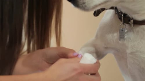 Woman bandaging dog paw at veterinary clinic