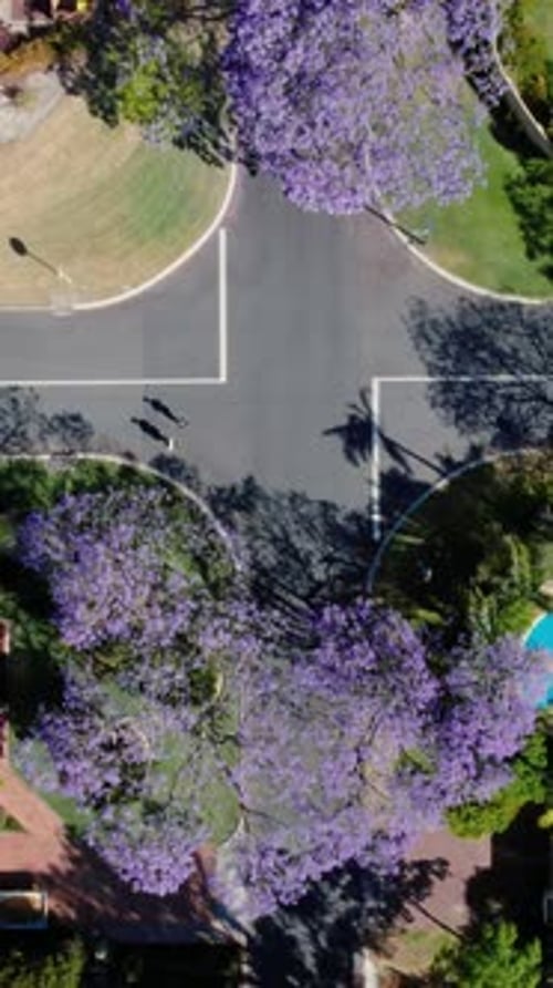 Vista aérea de um cruzamento de rua com jacarandás florescendo