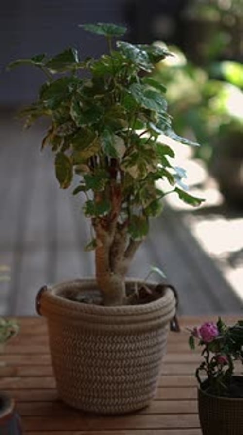 Superbe plante verte d'intérieur présentée avec élégance dans un pot tissé parfait pour n'importe quel espace