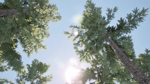 Pinien, Sonne, klarer, blauer Himmel, Blick auf die Natur