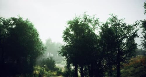 Misty Morning in a Lush Green Forest with Trees and Soft Light