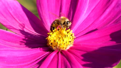 Flying honey bee covered with pollen collecting nectar on flower. Close up view slow motion. Bee o