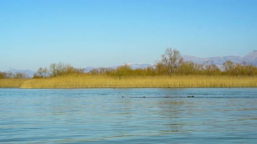 Peaceful natural park with dry reeds on banks of calm river streaming, clear bright sky on a winter