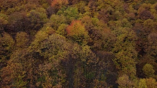 Autumn forest trees yellow and red foliage, woodland aerial view in fall season, natural colorful pa