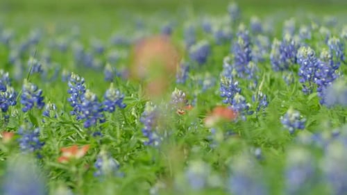 De belles fleurs lumineuses soufflant dans le vent 4 allergies