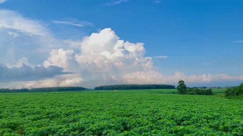die Schönheit der Farm am Morgen