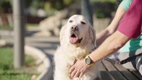 Person Petting a Happy White Dog at the Park