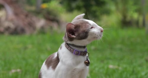 Porträt einer gefleckten orientalischen Katze im Garten im Freien