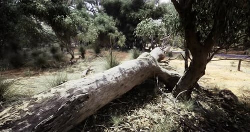 Fallen Tree in a Serene Natural Setting Near a Dirt Path