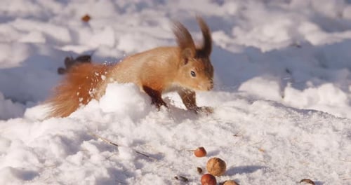 A forest squirrel picks up nuts from a tree stump covered with snow in winter.