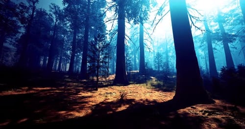 Mysterious Forest in the Early Morning with Sunlight Through Trees