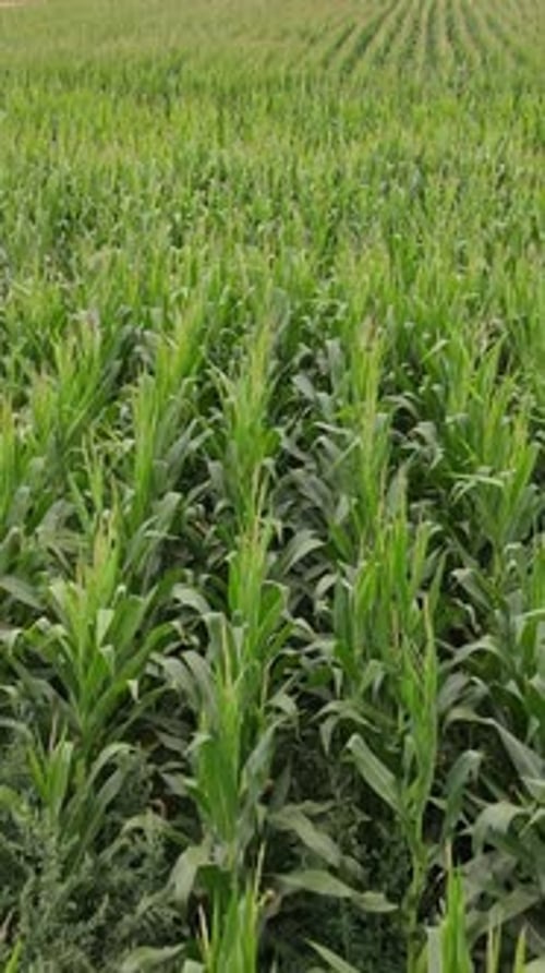Corn Field Aerial View