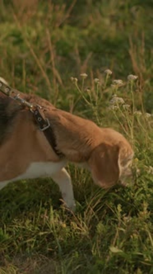 Beagle Dog Sniffing in a Grassy Field
