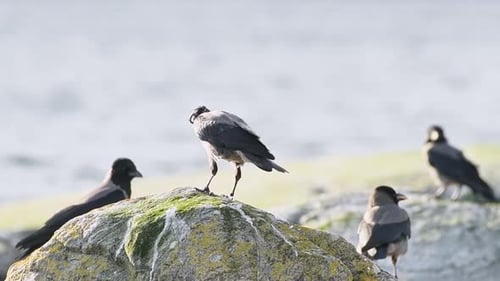 Wild crows sitting on stone next to the fjord in Norway.