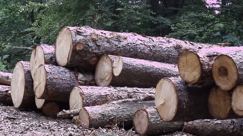 Pile of Cut Tree Logs in a Forest