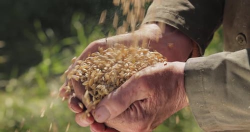Hands Holding Golden Wheat Grains in Sunlight