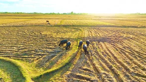 Buffalos - Grazing in the Paddy Field - Panning Shot by a Drone