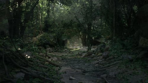 Dirt Path Cutting Through New Zealand Jungle