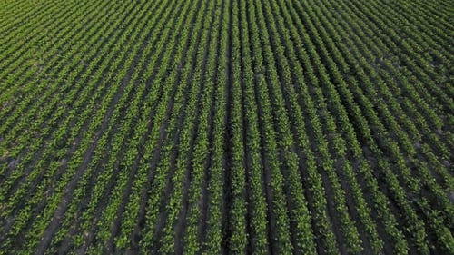 Symmetrical Farm Field