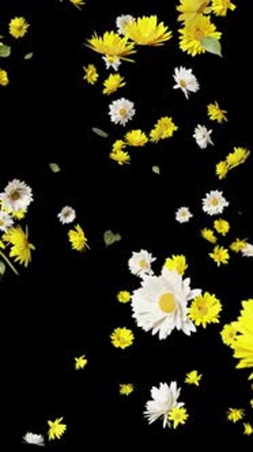 Falling Yellow and White Daisies Floral Overlay