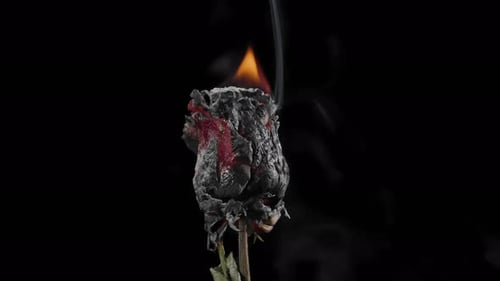 Burning Rose on Black Background