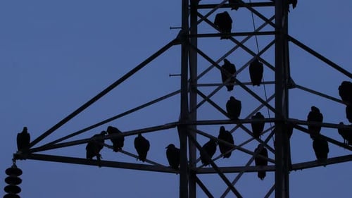 Birds Silhouetted in Evening Sky on Electrical Tower