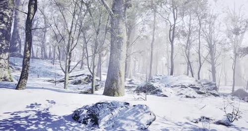 Snow Covered Forest Landscape in Winter with Trees and Rocks