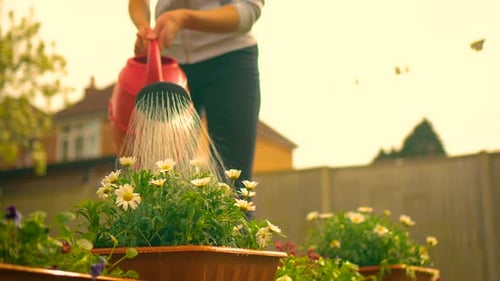 Woman Gently Watering Daisies in Flower Box Under Sunlight Homegrown Floral Display Regional Garden