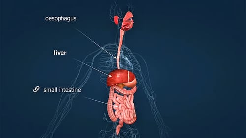 Animated Human Digestive System Anatomy for Medical Education