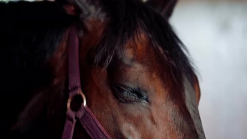 close-up of the face and eyes of a brown horse animal in a stable on a farm or in a equestrian sport