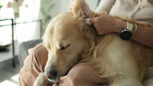 Woman Cleaning Relaxed Golden Retriever Ears at Home