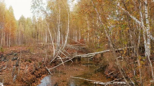 Tiefflug über den Fluss durch den Birkenherbstwald Luftbild von Belarus, Europa