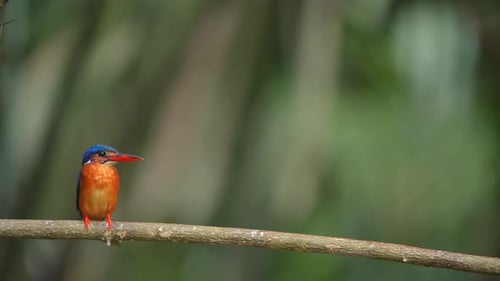 Vibrant Bird Perched on Branch in Lush Forest