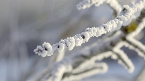 Ast mit Schnee