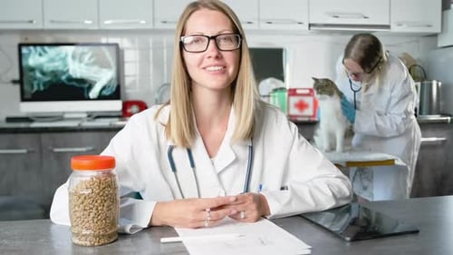 Veterinarians Examining Cat in Bright Clinic