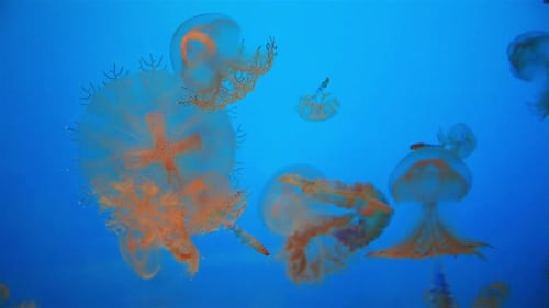 Grupo de medusas vermelhas