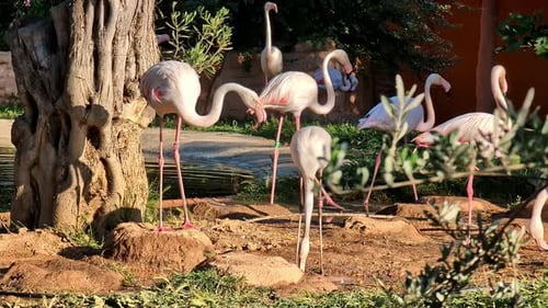 Greater Flamingoes Near Pond At Wildlife Nature Park. Static Shot