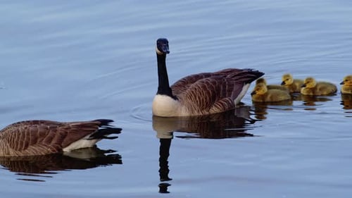 Geese and Goslings Swimming Peacefully in Water