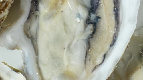 A oysters in video footage. 4K.