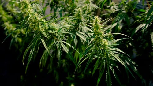 Cannabis Growing in the Garden in Summer Selective Focus